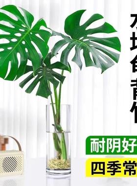 水培植物龟背竹盆栽老桩大叶绿萝水养富贵竹室内桌面好养春羽绿植