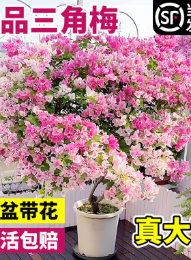 三角梅盆栽重瓣四季绿漳红樱爬藤植物矮桩阳台树苗耐寒老桩带花卉