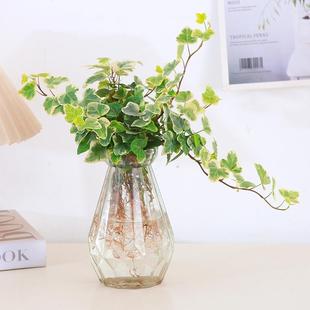 雪莹常春藤水培室内易养彩叶植物爱心叶常青藤盆栽办公室工位水养