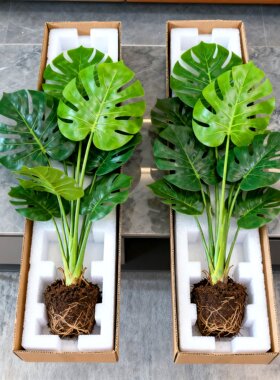 龟背竹客厅大盆栽老桩水培植物室内四季好养办公室绿植小苗客厅景