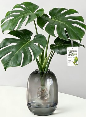 龟背竹水培植物四季绿植室内水养盆栽客厅办公室桌面大叶老桩竹子