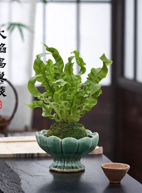 【火焰鸟巢蕨苔藓球】客厅办公室内喜阴盆栽绿植净化空气花
