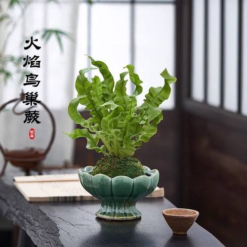 【火焰鸟巢蕨苔藓球】客厅办公室内喜阴盆栽绿植净化空气花