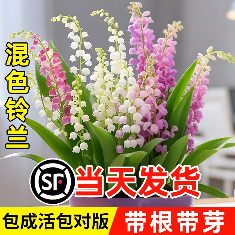 混色铃兰花盆栽玲兰绿植种球子室内鲜花卉带绿植花苞带根芽耐寒热