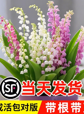 混色铃兰花盆栽玲兰绿植种球子室内鲜花卉带绿植花苞带根芽耐寒热