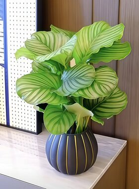 青苹果竹芋懒人养护自动吸水培植物办公室内桌面绿植盆栽四季常青