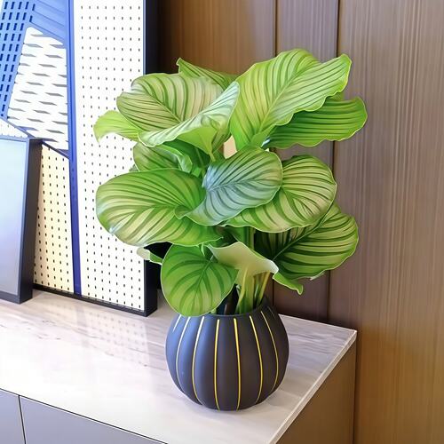 青苹果竹芋懒人养护自动吸水培植物办公室内桌面绿植盆栽四季常青