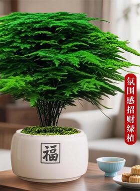 大文竹盆栽招财旺宅桌面盆景办公室绿植室内客厅中式禅意四季植物
