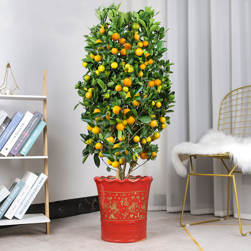四季金桔盆栽带果年宵花新年开业乔迁金桔大型室内客厅招财四季桔