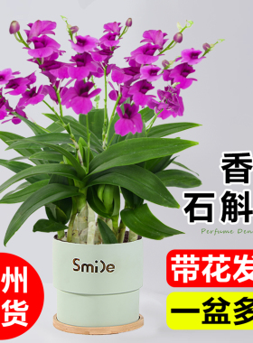 香水石斛兰盆栽带花室内花卉植物客厅办公桌面绿植好养活四季开花