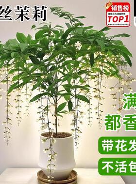 垂丝茉莉盆栽带花苞办公室内桌面好养泰国风车茉莉阳台花卉绿植物