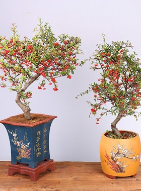 火棘树盆栽吉祥果喜庆果满堂红火棘树桩观花观果盆景红红火火绿植