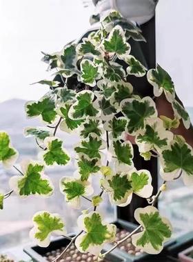 圆叶雪莹常春藤白化叶稀有品种人气网红室内桌面垂吊植物四季好养