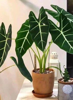 绿天鹅绒海芋热带植物彩叶芋阳台绿植盆栽办公室内外观叶植物