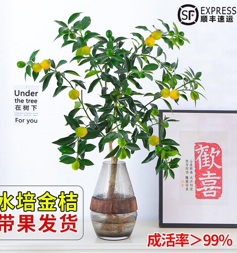 水培植物金桔树盆栽可食用带果脆皮橘子树盆栽室内桌面花卉绿植物