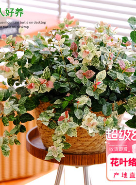 花叶络石 花苗盆栽彩叶络石吊兰四季垂吊植物绿植物花卉水培阳台