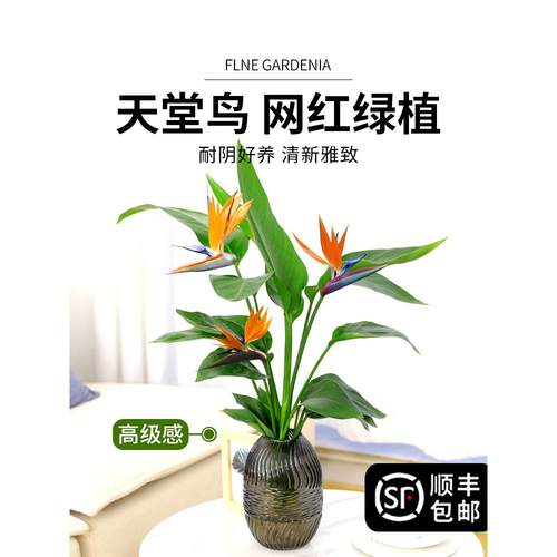 水培植物天堂鸟绿植盆栽花卉植物室内客厅无土水培龟背竹四季常绿