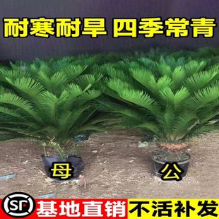 铁树盆栽绿植花卉树苗大盆景苏铁开花公母客厅室内绿植好养植物