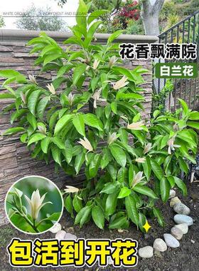 白兰花盆栽带花苞矮桩白兰花大树苗浓香黄角兰室内庭院白玉兰树苗