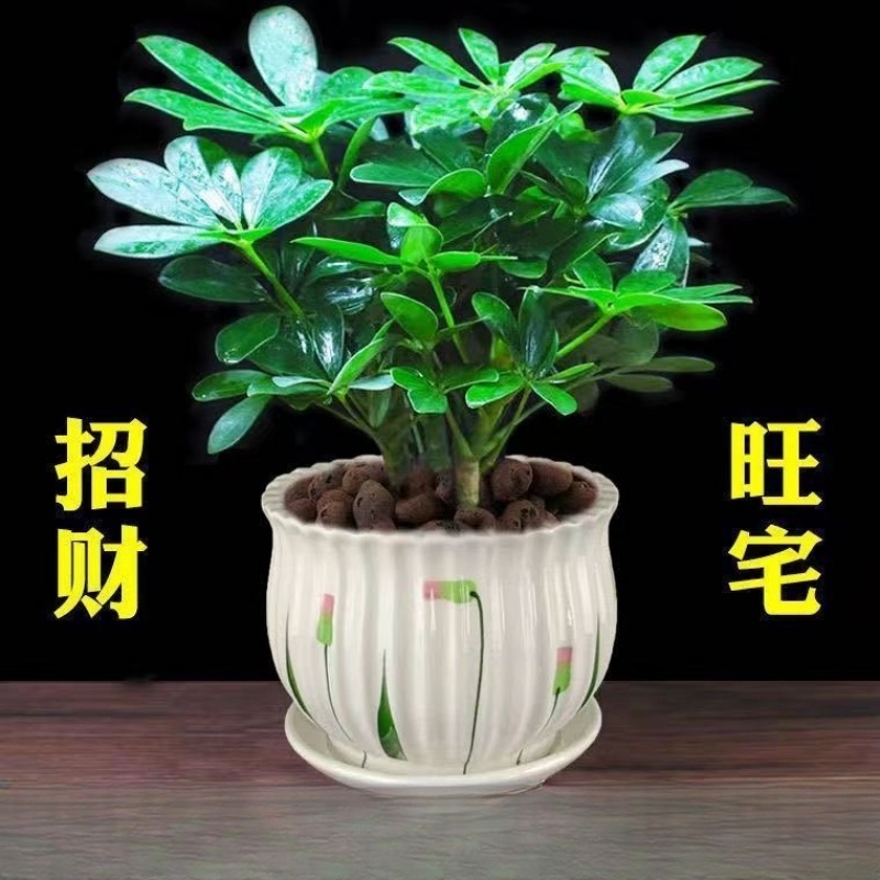 八方来财盆栽鸭脚木盆栽四季常青桌面花卉盆景发财树盆栽