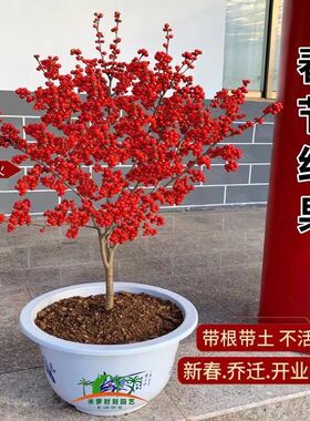 北美冬青年宵花卉树苗相思豆庭院鲜花盆栽地栽红果冬青苗盆景耐寒