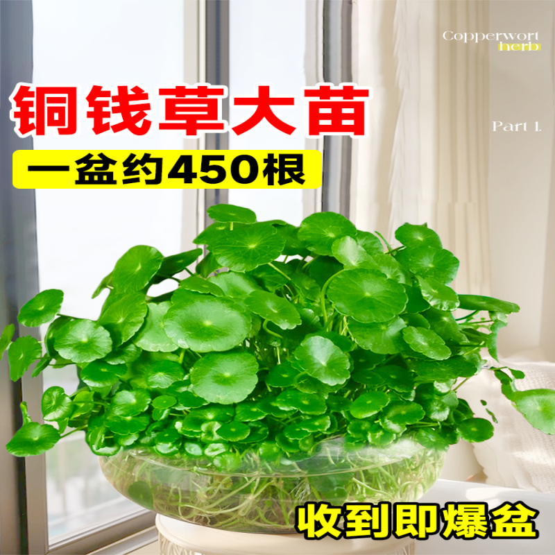 带叶铜钱草水培植物办公室内盆栽客厅桌面绿植花卉趣味水养金钱草