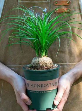 酒瓶兰盆栽兰花迷你创意办公桌网红盆景绿植室内懒人花卉耐旱植物