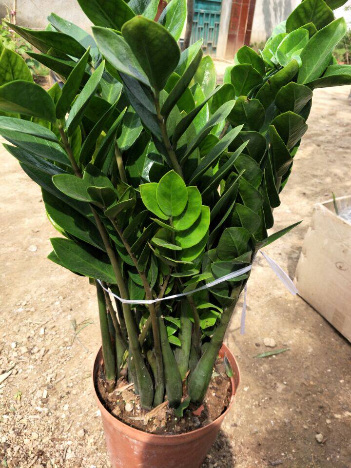 包邮金钱树盆栽室内客厅花卉绿植招干客厅大型绿植物花卉观叶