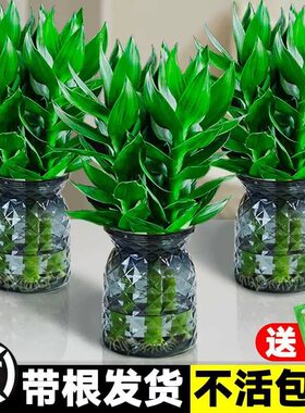 观音竹富贵竹水培植物带根花卉绿植绿萝室内盆栽转运竹子水养好养