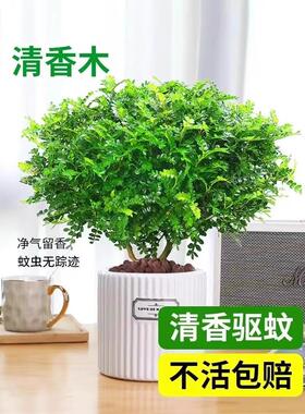 清香胡椒木盆栽花卉室内外薄荷驱蚊草植物树苗老桩盆景九里香绿植