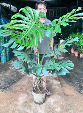 大叶龟背竹盆栽造型老桩客厅室内吸甲醛大型落地绿植四季常绿植物