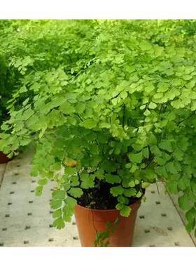 绿植花卉耐阴水培 铁线蕨盆栽铁丝草多年生常绿草本观叶绿植带土