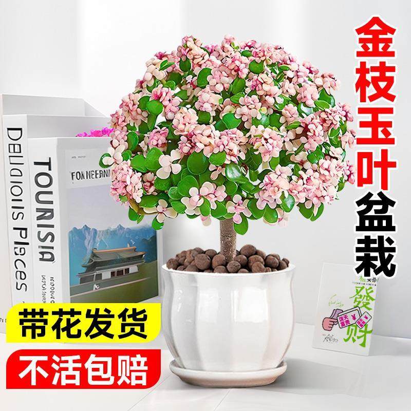 金枝玉叶老桩多肉造型盆景可水培四季花卉好养桌面室内小盆栽植物,家居饰品,桌面摆件,淘宝优惠券,粉丝福利购,淘宝优惠卷