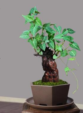 何首乌盆栽盆景老桩植物根球盆景爬藤植物中草药植物盆栽盆景