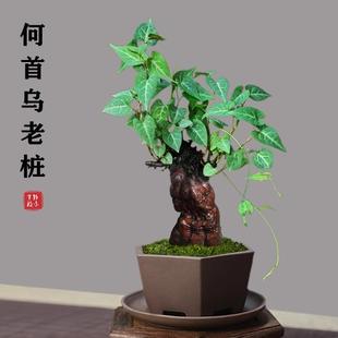 何首乌盆栽盆景老桩植物根球盆景爬藤植物中草药植物盆栽盆景