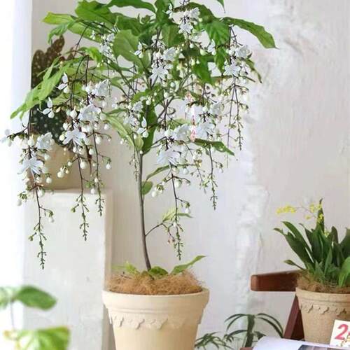垂丝茉莉风车茉莉花盆栽进口垂吊带花苞大苗四季开花室内绿植好养