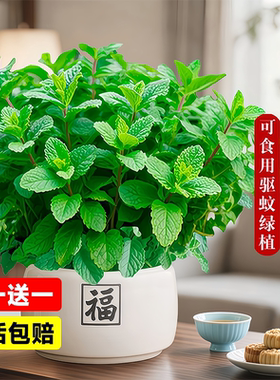 薄荷盆栽可食用水培室内驱蚊植物薄荷叶四季好养柠檬留兰香迷迭香