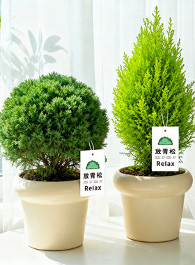 【情绪稳定小盆栽】香松盆栽室内办公室桌面放青松绿植雾凇植物