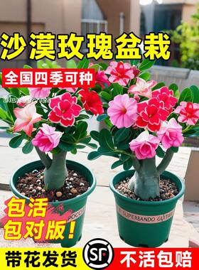 沙漠玫瑰盆栽重瓣老桩室内阳台好养花卉绿植耐旱多肉植物夏天好养
