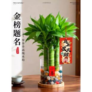 文昌竹4支金榜题名水培植物室内书桌办公室桌面富贵竹盆栽好养活