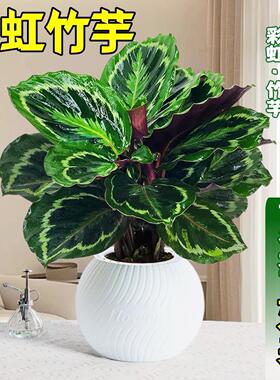 彩虹竹芋盆栽水培孔雀竹芋彩叶绿植物花卉室内夏季天除甲醛好养活