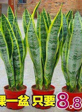 金边虎皮兰盆栽花卉多肉水培植物绿植室内吸办公室四季常青虎尾兰