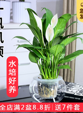 白掌盆栽一帆风顺绿植水培植物花卉鲜花观叶植物室内净化空气植物