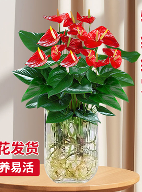 水培红掌鸿运当头盆栽带花大叶大花盆景好养红运真花植物花卉绿植