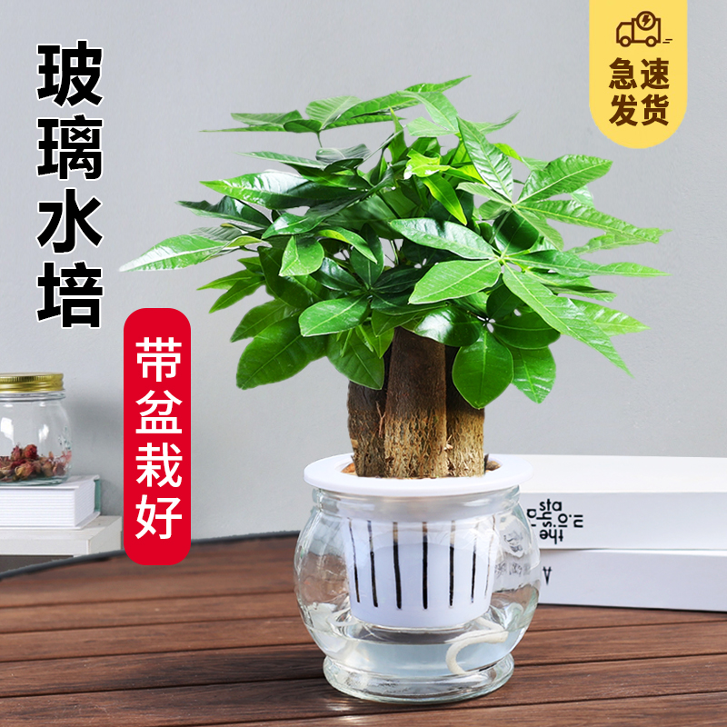 发财树盆栽桌面玻璃水培植物招财树摇钱树室内四季常绿好养小盆栽