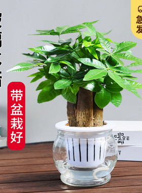 发财树盆栽桌面玻璃水培植物招财树摇钱树室内四季常绿好养小盆栽