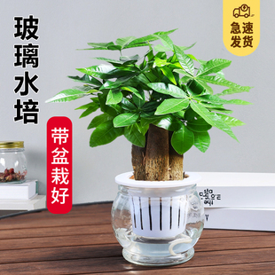 发财树盆栽桌面玻璃水培植物招财树摇钱树室内四季常绿好养小盆栽