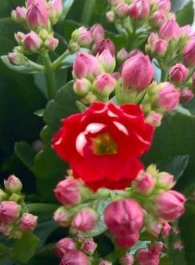 室内绿植盆栽花卉长寿花重瓣带花苞花盆栽花带原土带花苞发货