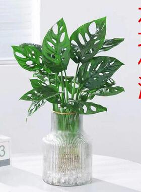 仙洞龟背竹盆栽网红植物洞洞芋垂藤爬藤耐阴室内盆栽阳台