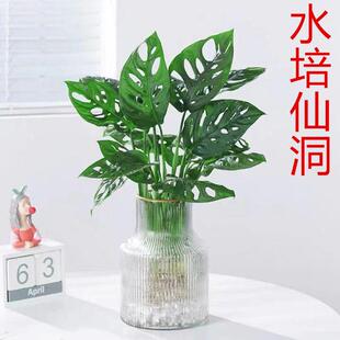 仙洞龟背竹盆栽网红植物洞洞芋垂藤爬藤耐阴室内盆栽阳台